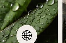 Green leaves with water drops and globe icon